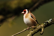 Goldfinch